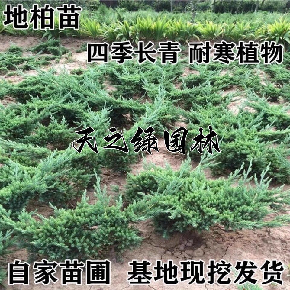 绿化工程地柏苗老桩盆景素材铺地柏树苗爬地柏松铺地植物迎客松苗