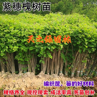 紫穗槐树苗防沙固沙耐寒旱国槐刺槐苗紫花道路护坡绿化防护林植物