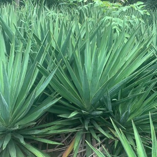 剑麻树苗庭院花园耐寒盆栽四季常青绿化风景篱笆花镜植物丝兰树苗