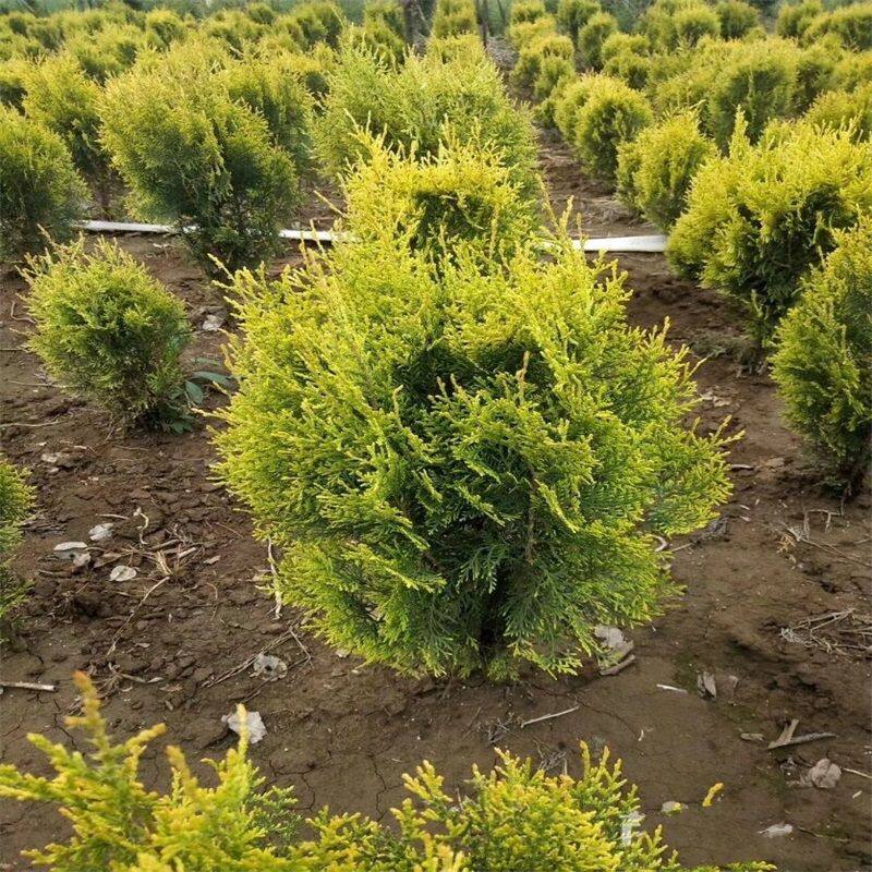 洒金柏苗侧柏四季常青盆栽庭院别墅不落叶耐寒室外绿植绿化工程苗