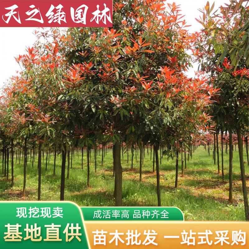 庭院行道绿化带植物风景树大树