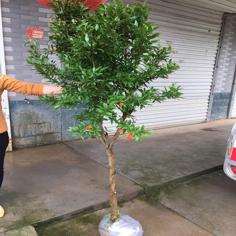花石榴盆栽基地批发庭院观赏工程苗木独杆单杆造型树牡丹大花石榴