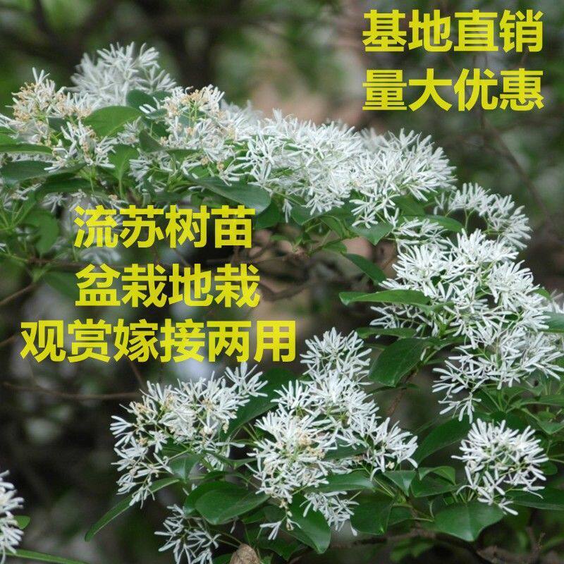 四月雪庭院别墅名贵风景行道树苗