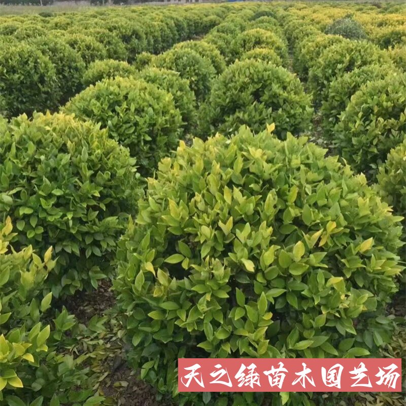 篱笆苗庭院工程绿化色块彩色常青