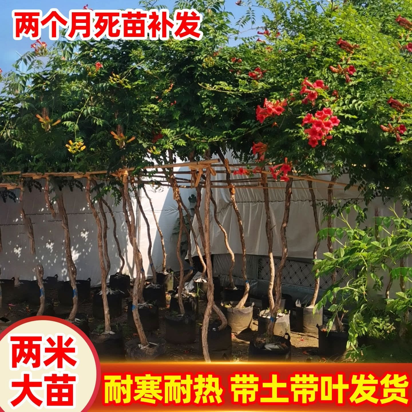 爬藤植物耐寒老桩苗庭院别墅花卉