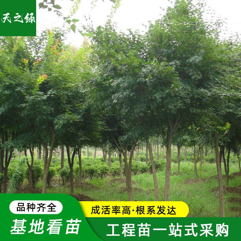 庭院大型耐寒绿化风景树彩叶植物