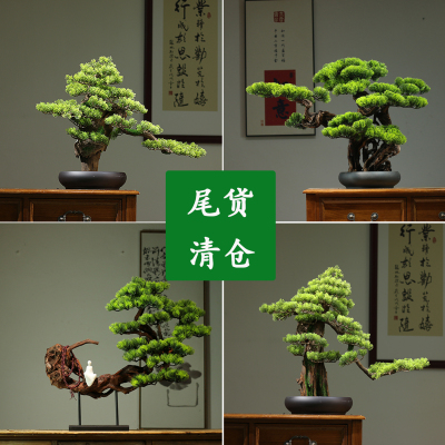 真迎客松盆景宋式美学绿植摆件