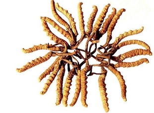 高价回收礼品冬虫夏草洋酒花胶轩尼诗茅台路易十三深圳东莞广州收