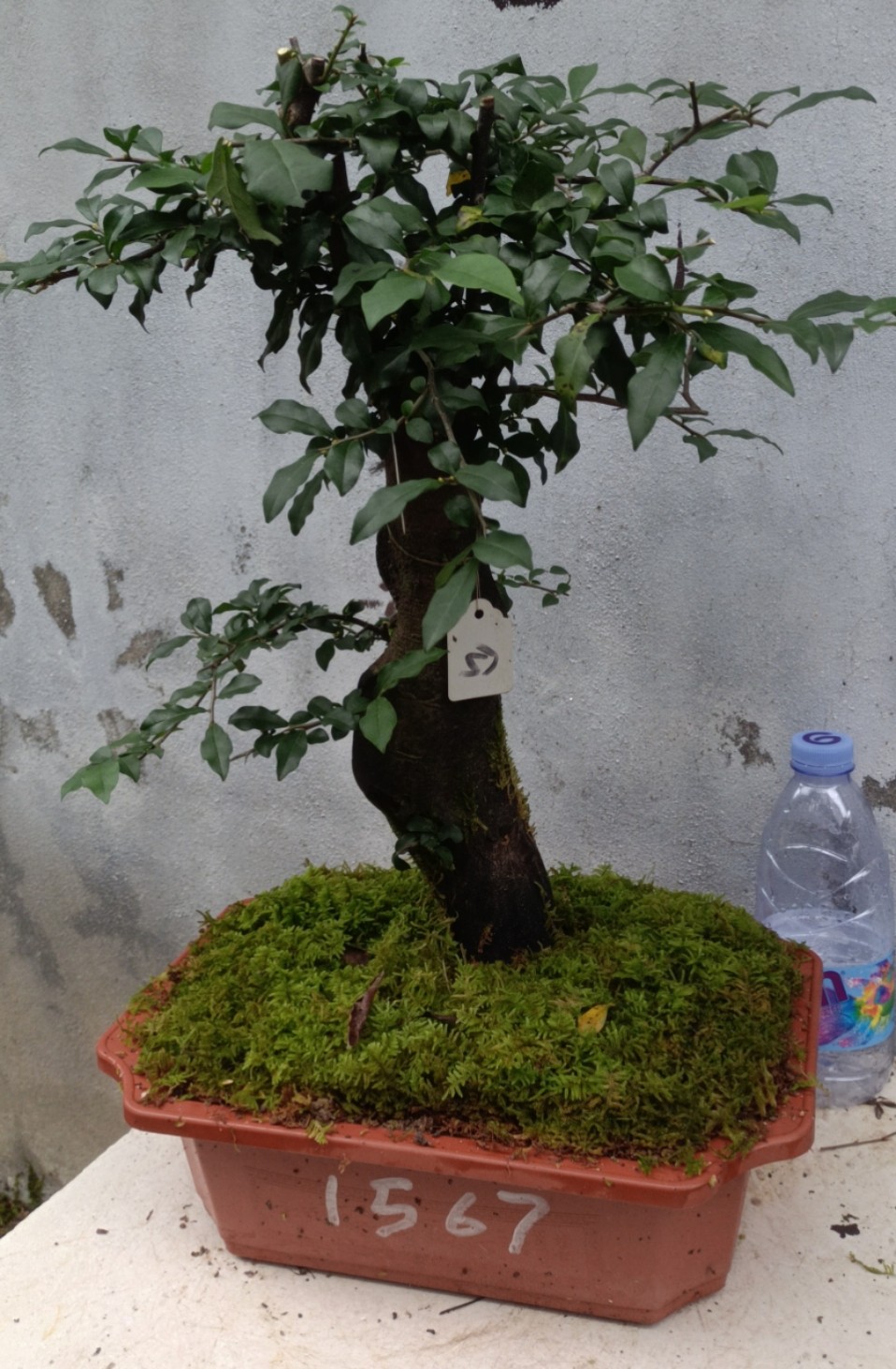 金弹子树桩造型盆景观果盆栽原生熟货绿植庭院阳台四季常青防辐射
