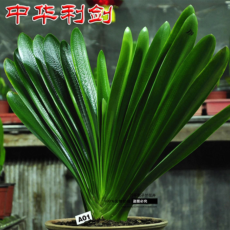 长春精品君子兰中华利剑钢板麻脸插座技师油绿植盆栽优质立板圆头