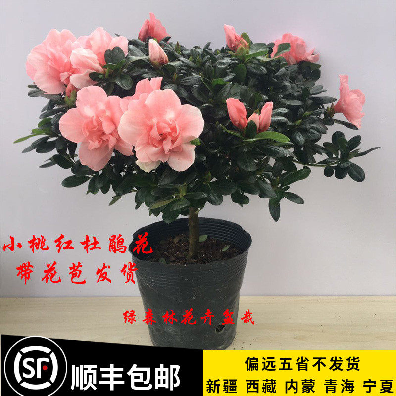 新品西洋杜鹃花苗带花小桃红粉色好看花卉四季开好养室内阳台盆栽