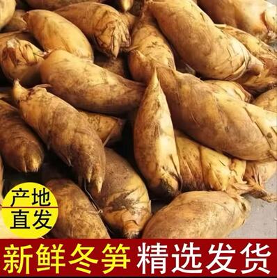 冬笋新鲜现挖竹笋野生正宗两头尖冬笋火锅蔬菜高山带壳黄泥笋
