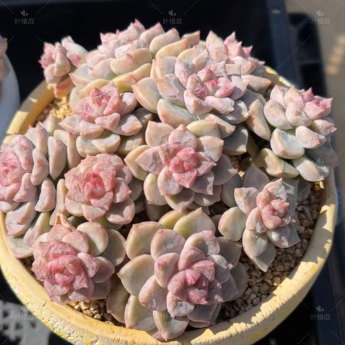 叶植庭【顽皮熊】（石化糖心）一物一拍昆明发货-2