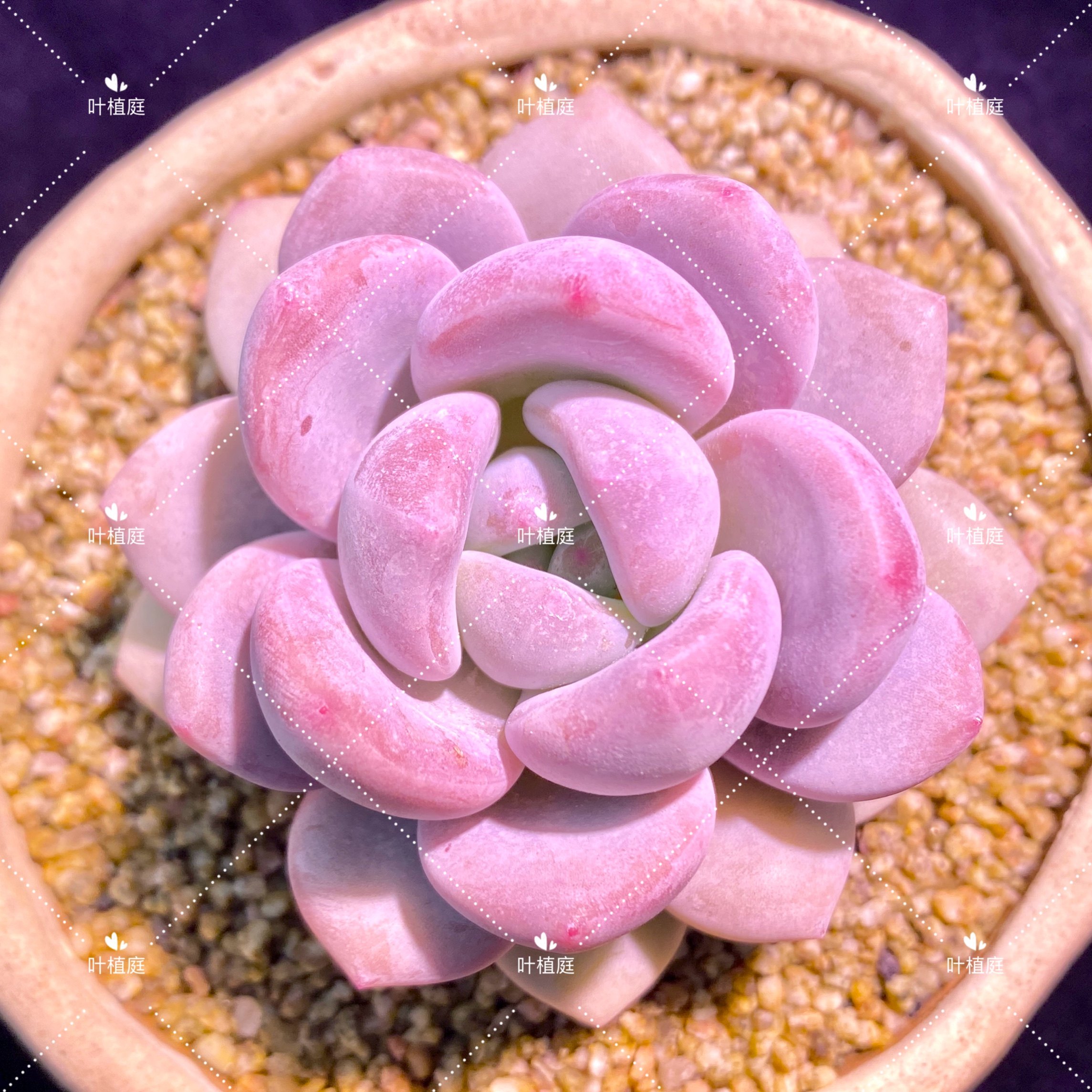 叶植庭多肉新品【软糖】小单头双头一物一拍昆明发货,鲜花速递/花卉仿真/绿植园艺,多肉植物,淘宝优惠券,粉丝福利购,淘宝优惠卷