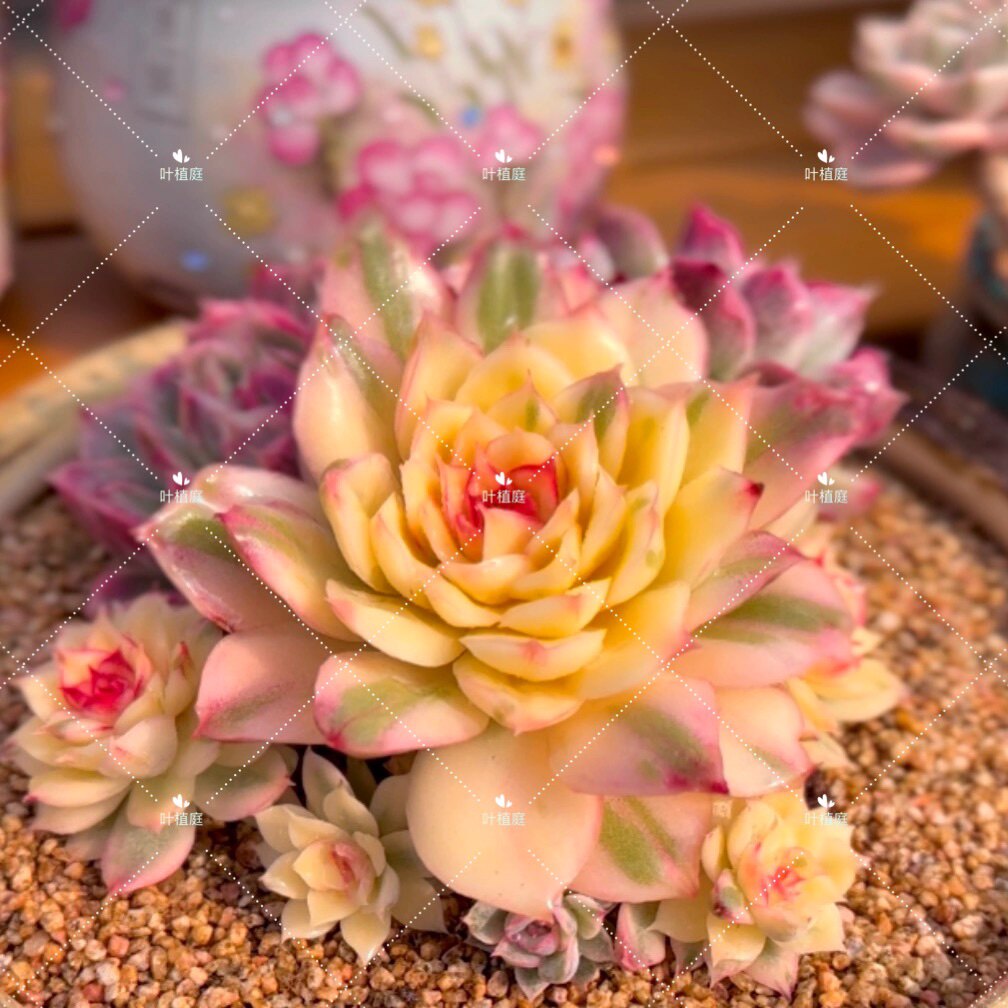 叶植庭【多肉植物-出锦】稀有变异 贵货少见 精选 一物一拍 昆明