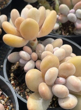 叶植庭多肉【蛋黄奶-大】一物一拍 昆明发货