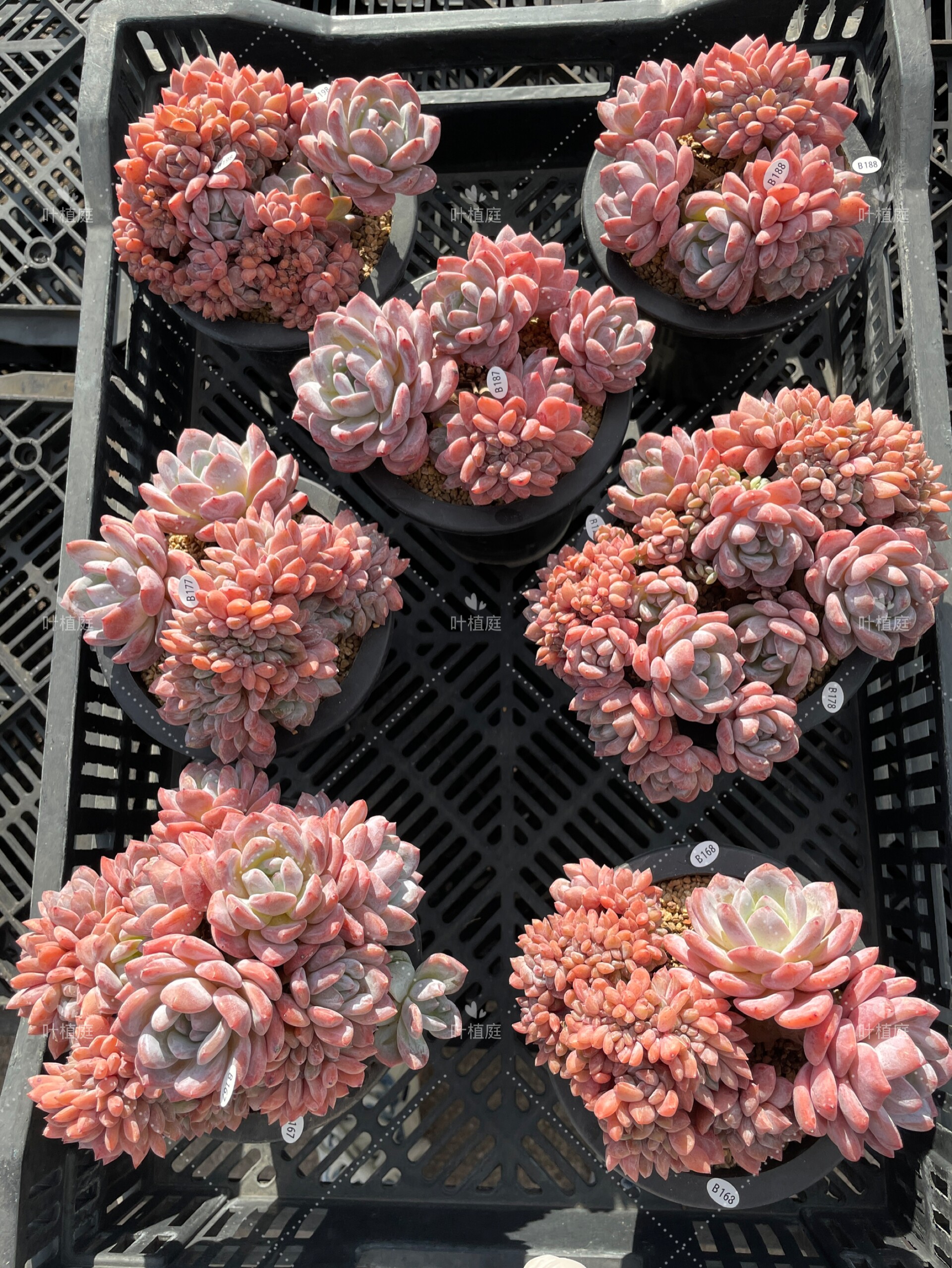 叶植庭【星影缀化】一物一拍 老桩