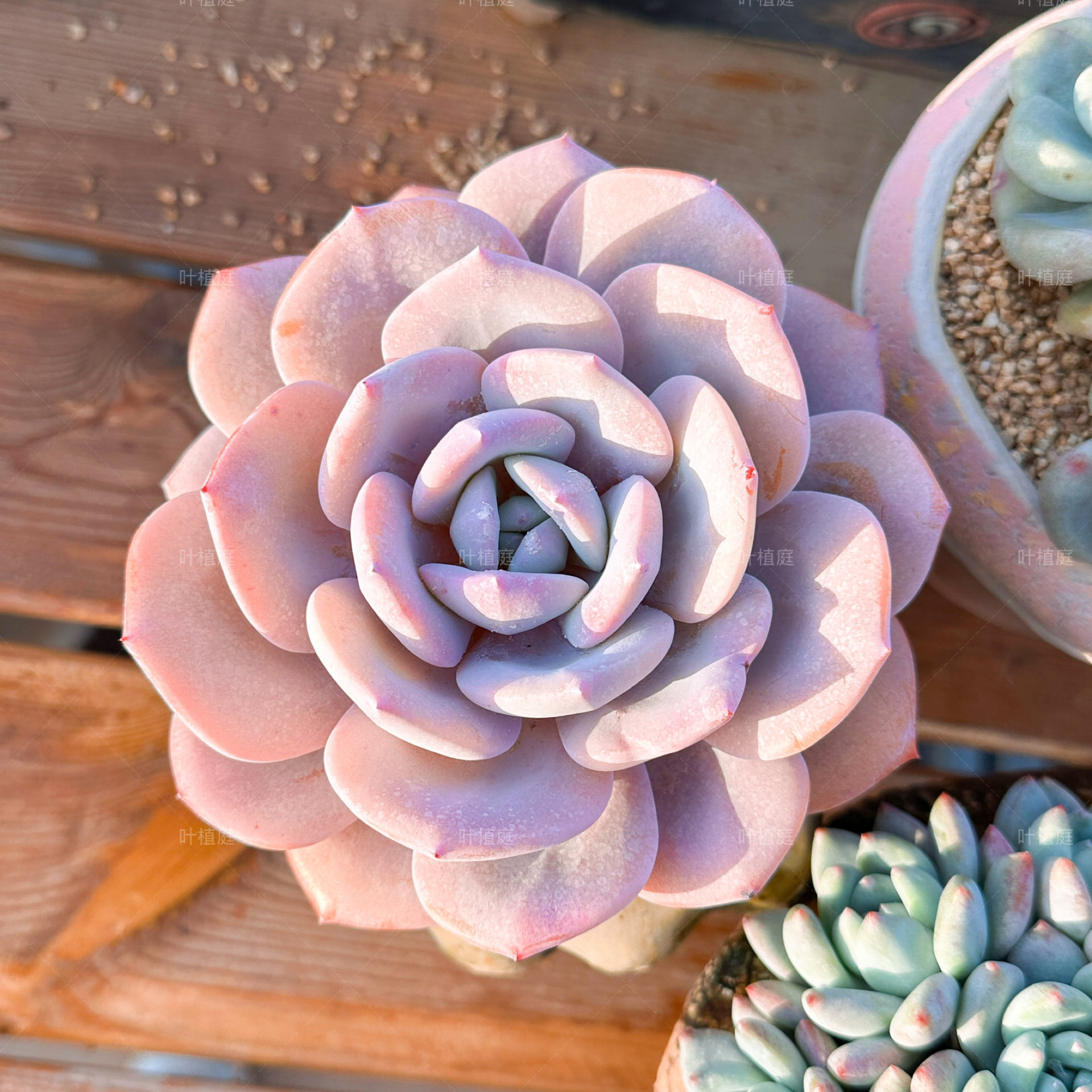 叶植庭【奶茶单头】韩版奶茶一物一拍昆明发货 补,鲜花速递/花卉仿真/绿植园艺,多肉植物,淘宝优惠券,粉丝福利购,淘宝优惠卷