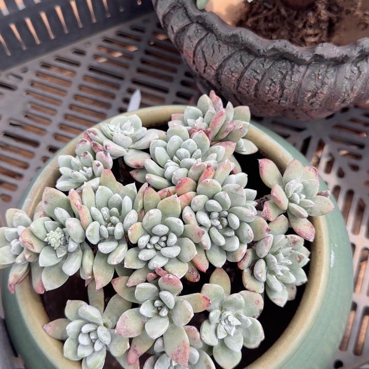苹果叶杂