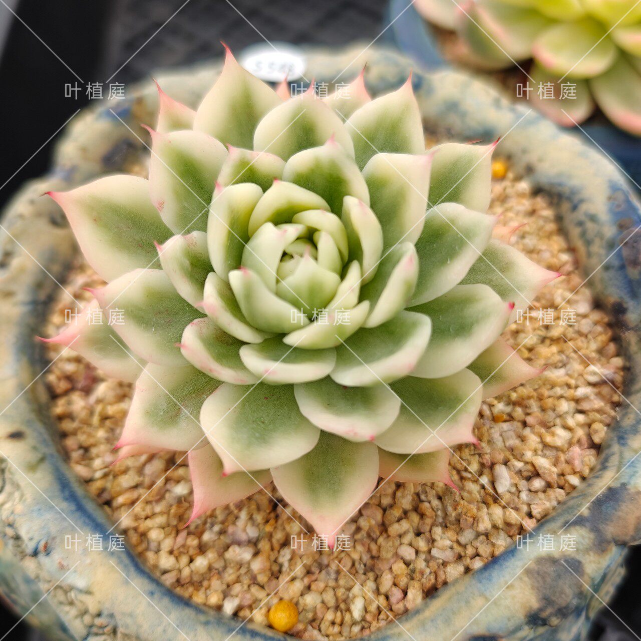 叶植庭多肉【蝴蝶飞舞锦】