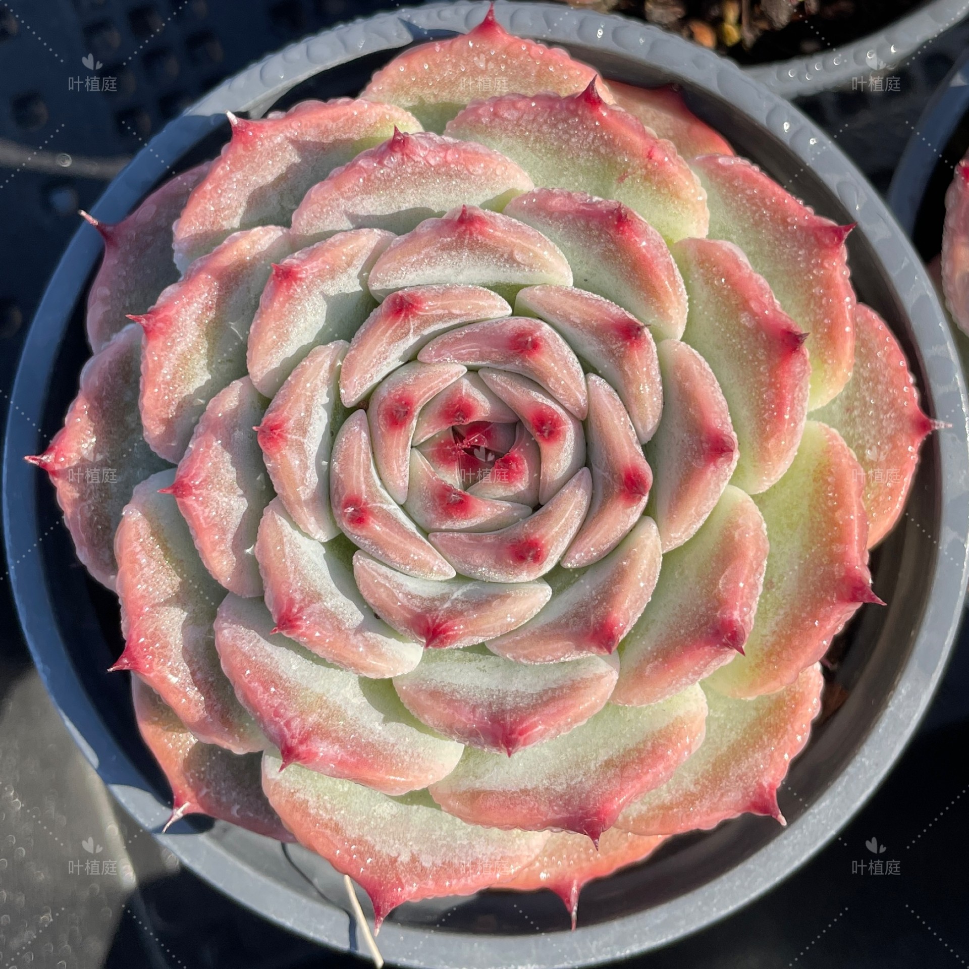 叶植庭多肉【奥斯卡】卡罗拉系列  卡系新品 一物一拍 昆明发货,鲜花速递/花卉仿真/绿植园艺,多肉植物,淘宝优惠券,粉丝福利购,淘宝优惠卷