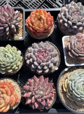 叶植庭多肉【大单头】各种系列 一物一拍 云南昆明
