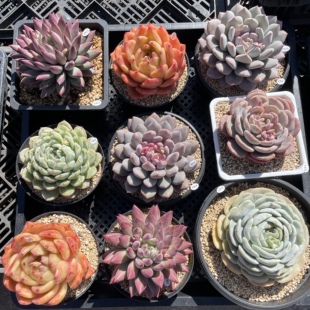 叶植庭多肉【大单头】各种系列 一物一拍 云南昆明