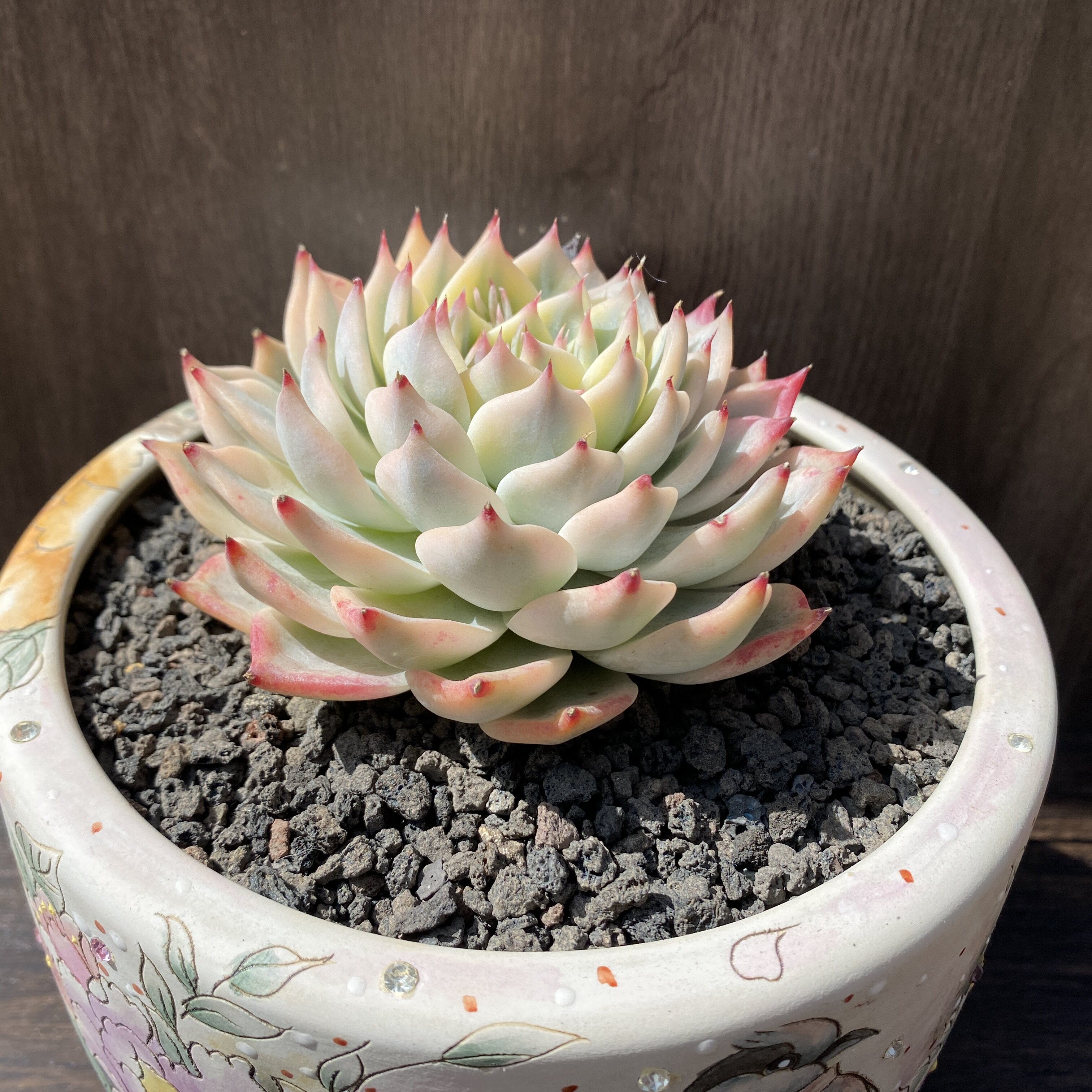 叶植庭【吉娃娃锦】多肉植物精选 一物一拍 云南昆明发货露养