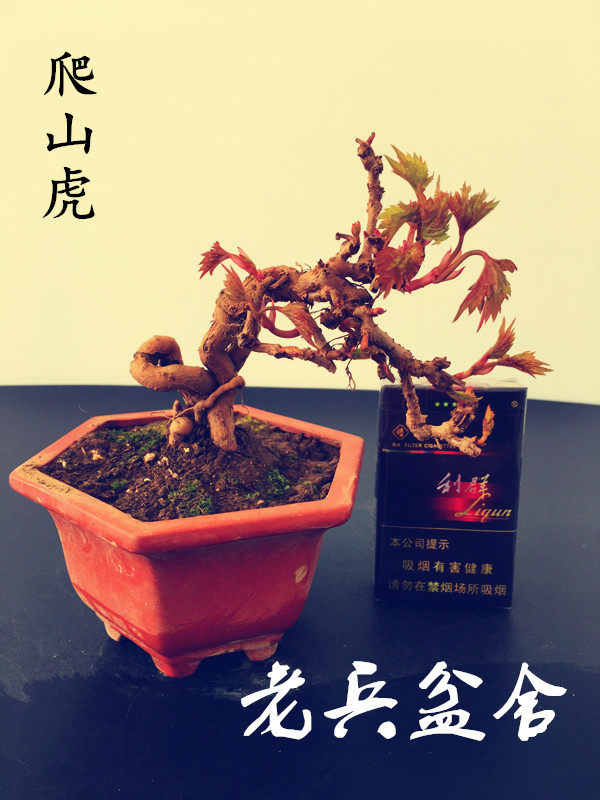 日本小品龙神熒爬山虎小叶红芽提根式禅意稀有素材包邮微型小老桩