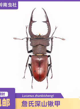 詹氏深山锹甲Lucanus zhanbishengi原虫标本科普教学甲虫一图一物