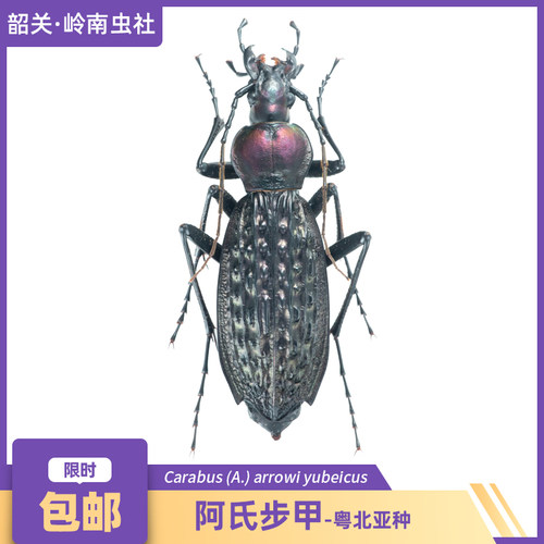 阿氏步甲粤北亚种臭屁虫步甲科昆虫科研真昆虫甲虫标本