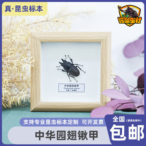 中华园翅锹甲标本儿童节创意礼物