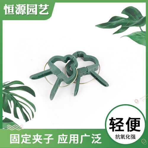 园艺植物花卉蝴蝶兰塑料