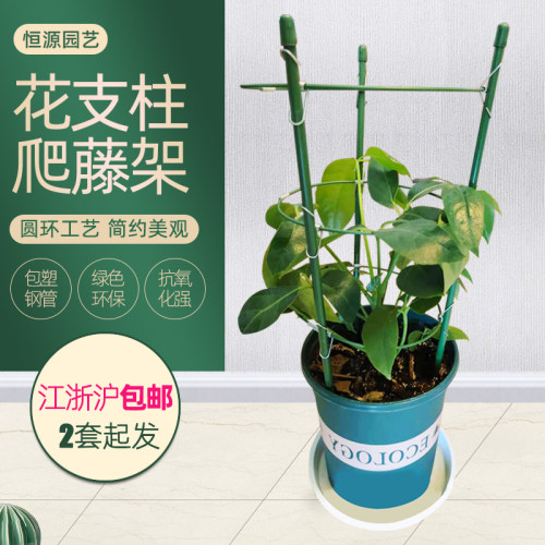 园艺支架植物蟹爪兰花卉