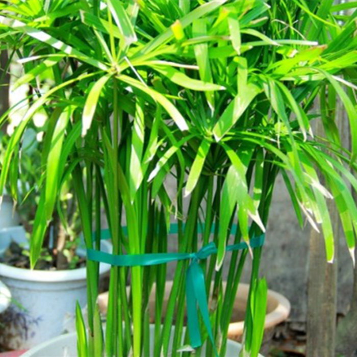 pvc扎带 扎线 扎丝 塑料扎丝 绑树塑料扎带 园艺扎带 塑料捆绑物