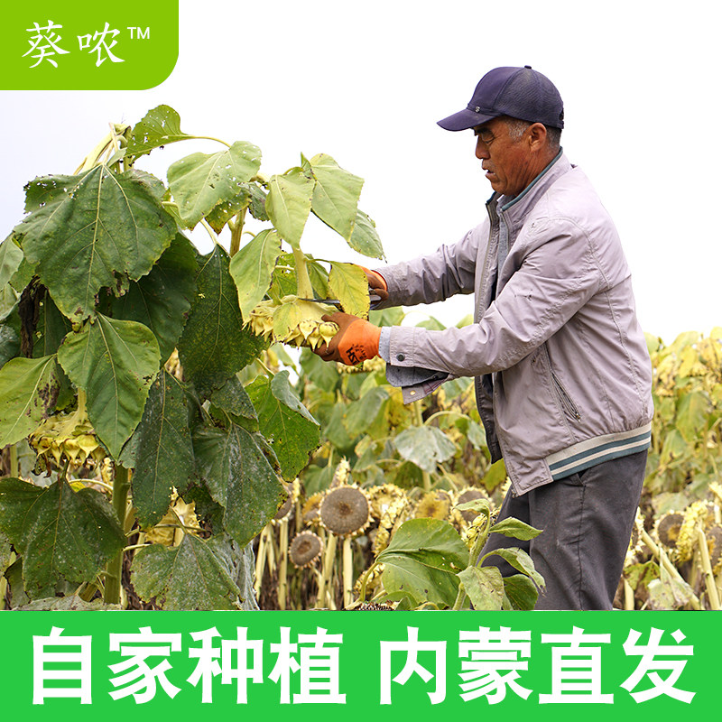 现摘现发新鲜葵花盘带瓜子向日葵花盘湿生瓜子现货2个包邮现货