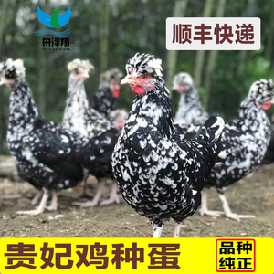 纯种英国贵妃鸡受精蛋可孵化贵妃鸡种蛋包受精率贵妃种蛋20枚