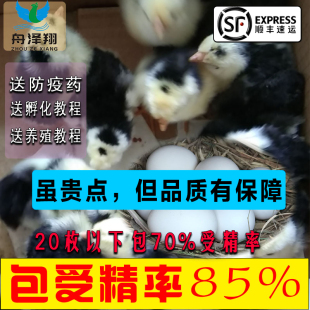 纯种英国贵妃鸡受精蛋可孵化贵妃鸡种蛋受精率包85%贵妃种蛋20枚