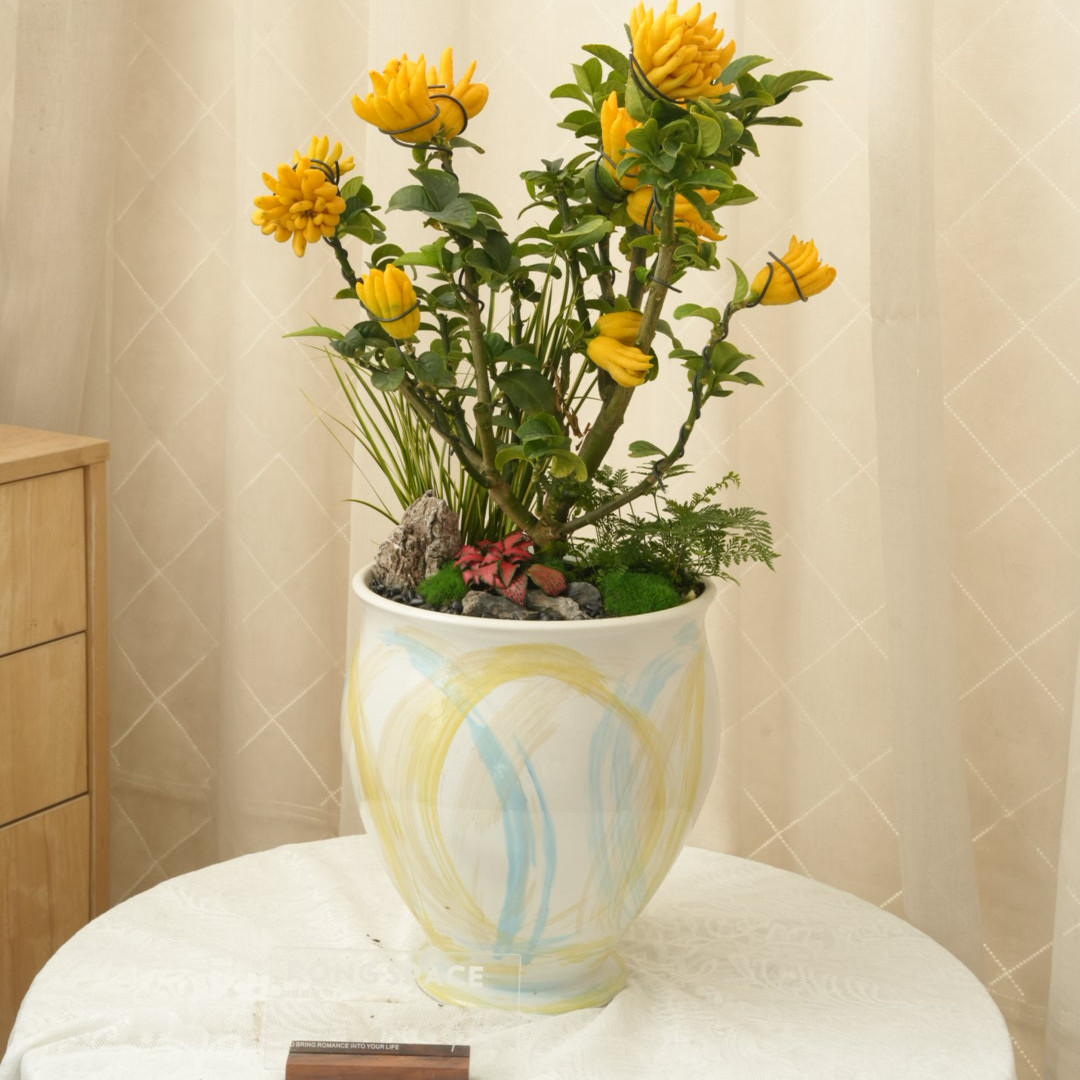 上海同城【千指佛手】盆栽盆景好养乔迁开业礼物桌面绿植