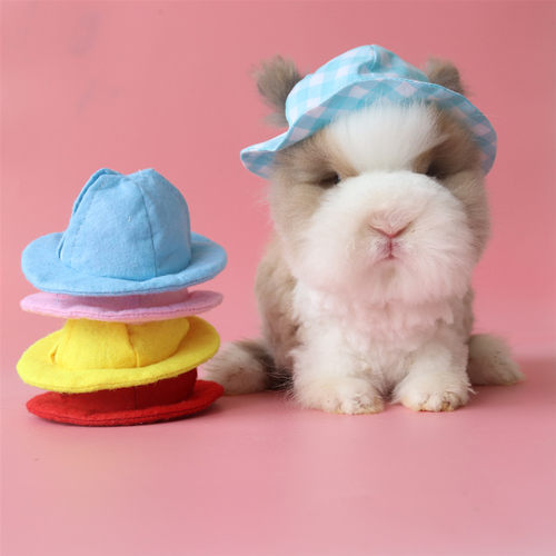 新品拍摄道具盆帽多色可选兔子