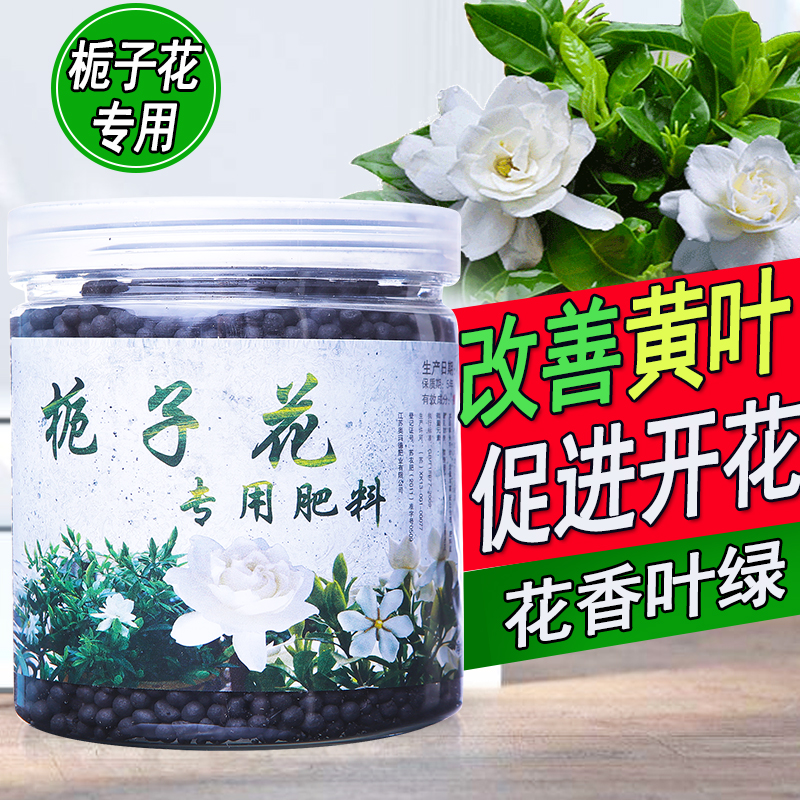 栀子花改善黄叶枯萎开花香的肥料