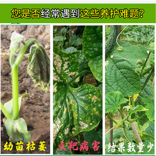 黄瓜专用肥黄瓜肥料化肥水溶肥有机肥盆栽什么复合肥青瓜种植种菜