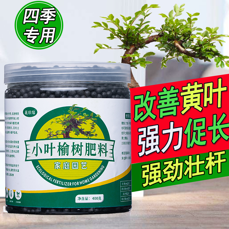 花壮缘小叶榆树肥促生长不黄叶