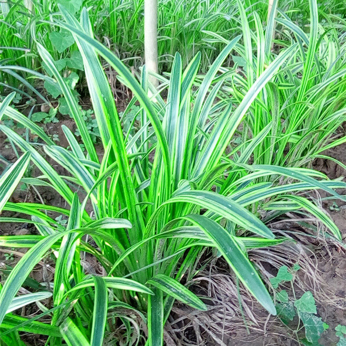 绿化苗木金边麦冬草地被植物四季常青苗耐寒品种庭院花卉盆栽包邮