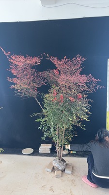 南天竹红天竹大型室内外耐寒绿植观叶禅意观叶绿植庭院造景丛林