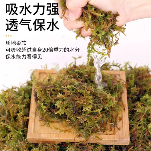 蝴蝶兰专用天然水苔营养土