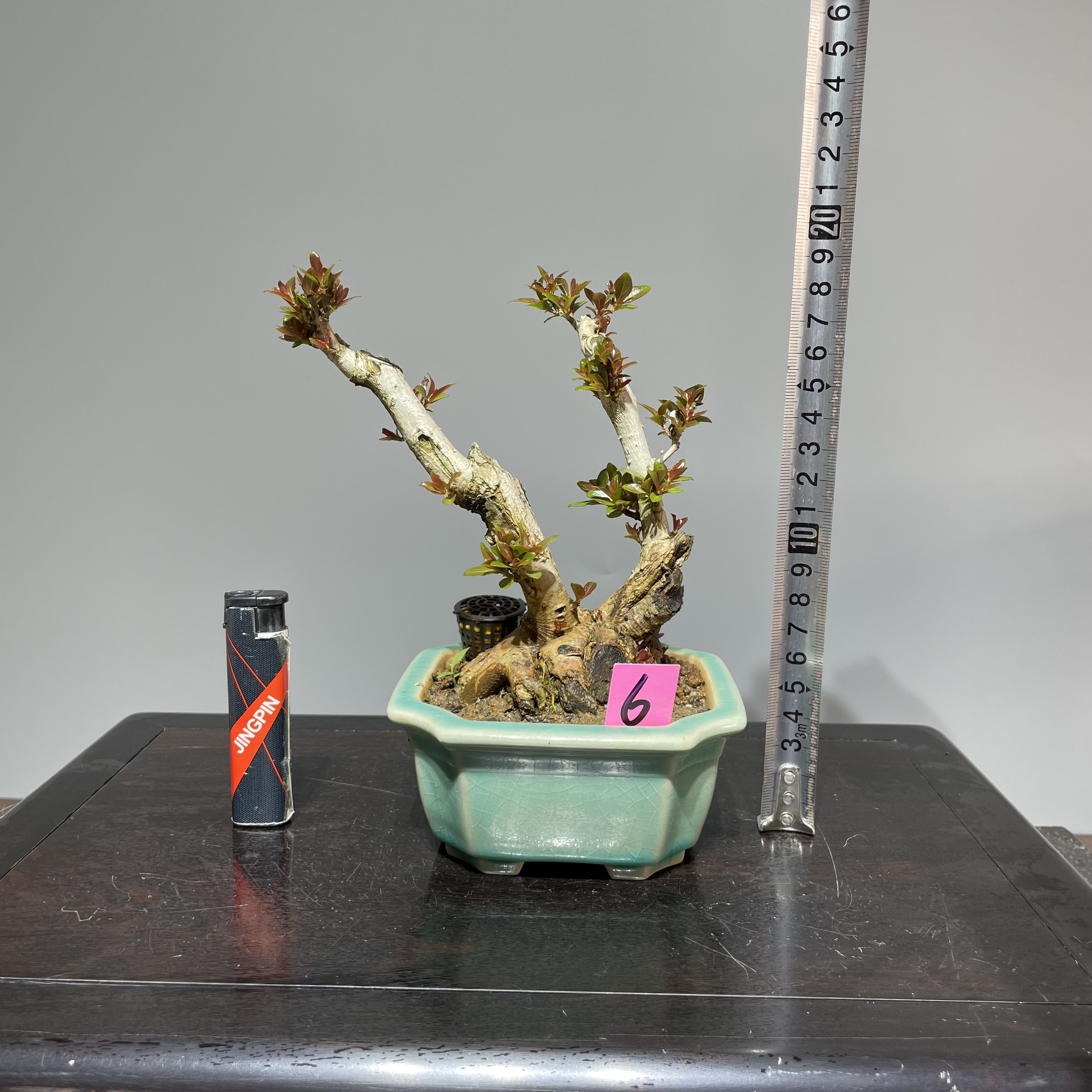水杨梅盆景一物一拍精品细叶水团花老桩室内外办公桌绿植盆栽包邮
