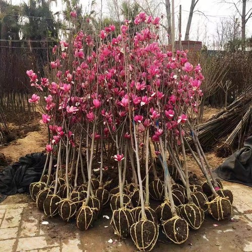 大花紫玉兰树苗白黄红玉兰盆栽南北方耐冻庭院植物风景树娇红一号