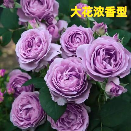 蓝色风暴月季花苗大花浓香开花紫色花卉灌木植物庭院玫瑰盆栽欧月