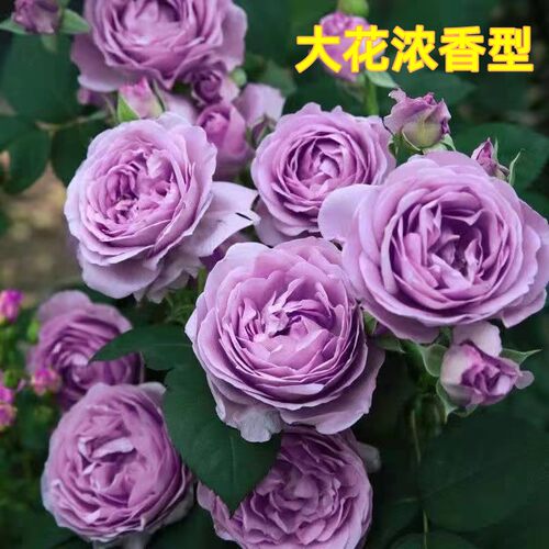 蓝色风暴月季花苗大花浓香开花紫色花卉灌木植物庭院玫瑰盆栽欧月